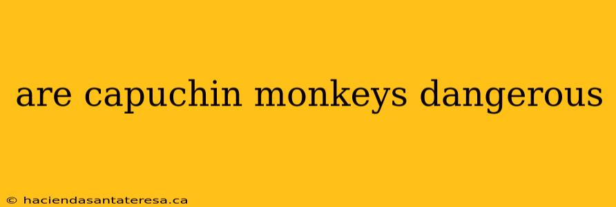 are capuchin monkeys dangerous