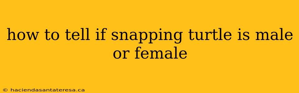 how to tell if snapping turtle is male or female