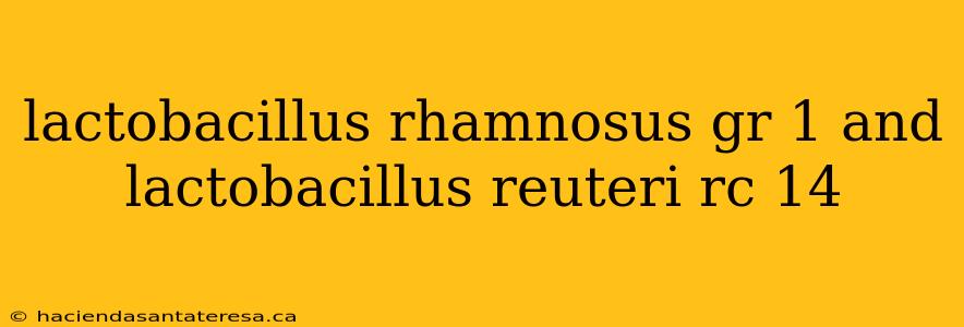 lactobacillus rhamnosus gr 1 and lactobacillus reuteri rc 14