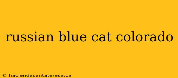 russian blue cat colorado