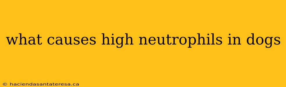 what causes high neutrophils in dogs