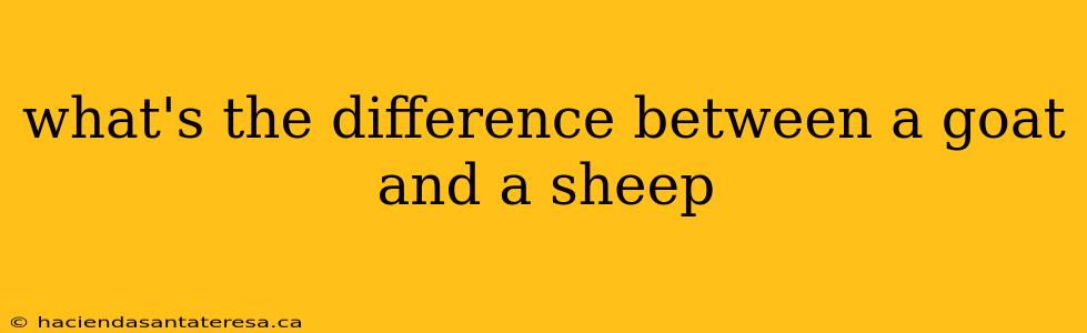 what's the difference between a goat and a sheep