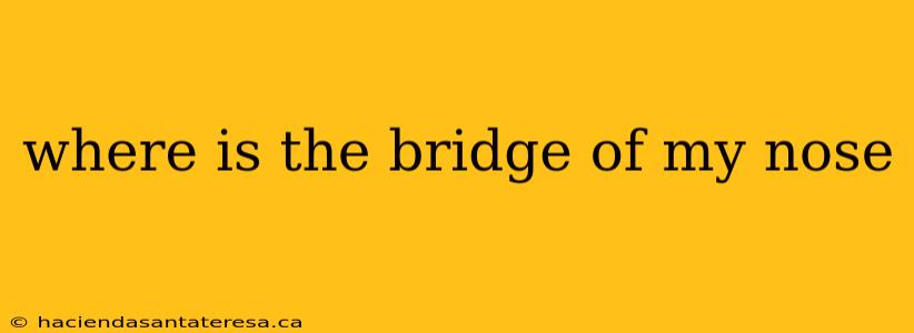where is the bridge of my nose